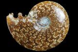 Polished, Agatized Ammonite (Cleoniceras) - Madagascar #97302-1